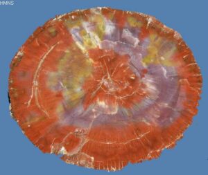 Zuhl petrified wood - Houston Museum of Natural Science HMNS
